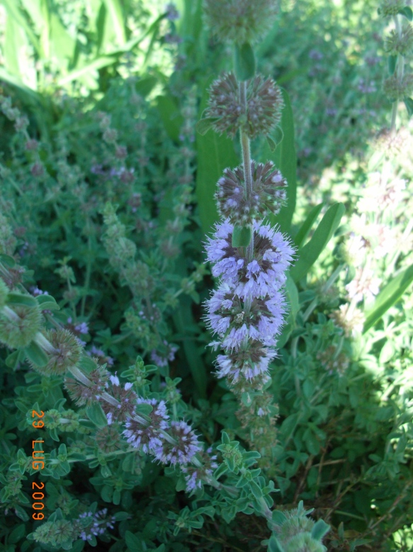 Mentha pulegium